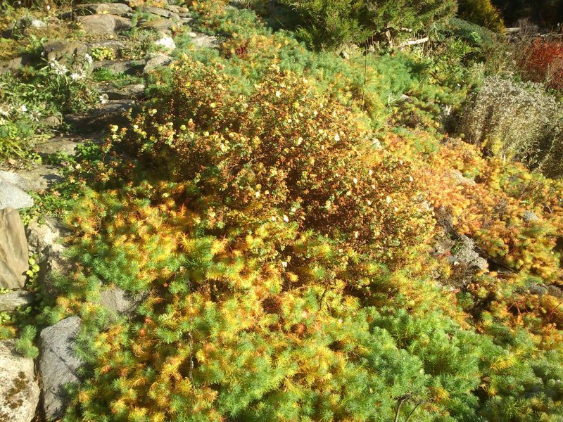 Euphorbia cyparissias Tarhatyräkki