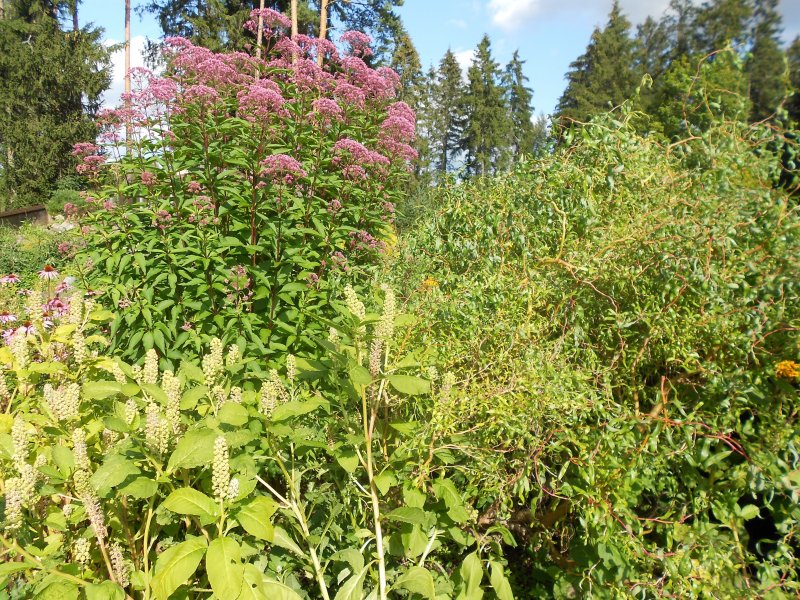 Eupatorium purpureum 'Atropurpureum' Verev vesikanep