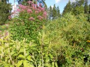 Eutrochium purpureum 'Atropurpureum' Verev männaskanep