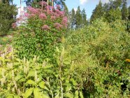 Eupatorium purpureum'Atropurpureum' Посконник пурпурный