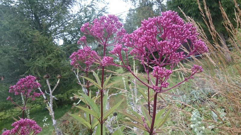 Eupatorium fistulosum 'Riesenschirm'  Посконник дудчатый