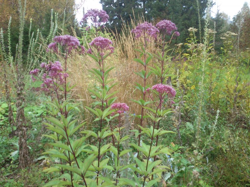 Eupatorium fistulosum 'Riesenschirm' Toruõieline vesikanep