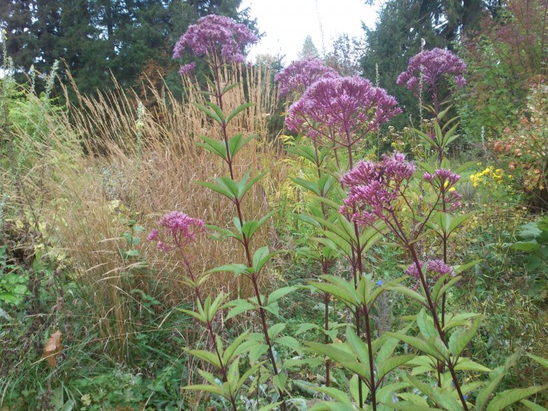 Eupatorium fistulosum 'Riesenschirm'