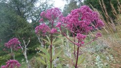 Eupatorium fistulosum 'Riesenschirm' Rusopunalatva