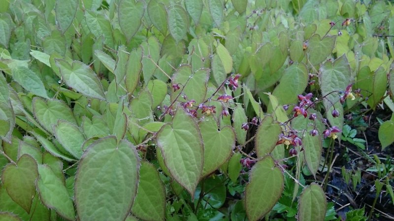 Epimedium alpinum Alppivarjohiippa