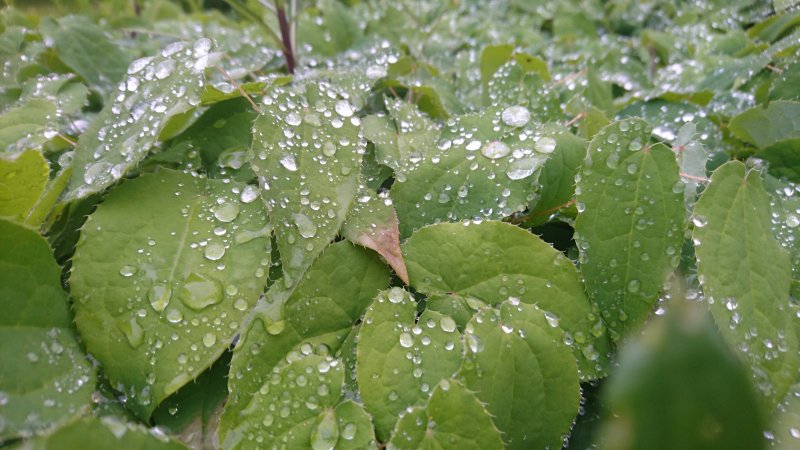 Epimedium alpinum Горянка (Эпимедиум)