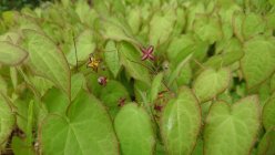 Epimedium alpinum Alpi haldjatiib (epimeedium)