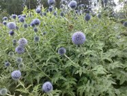 Echinops bannaticus Globe thistle