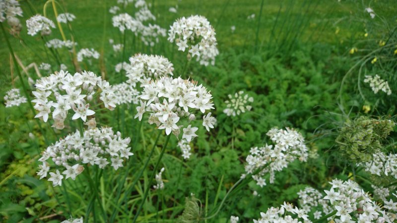 Allium tuberosum Kiinansipuli