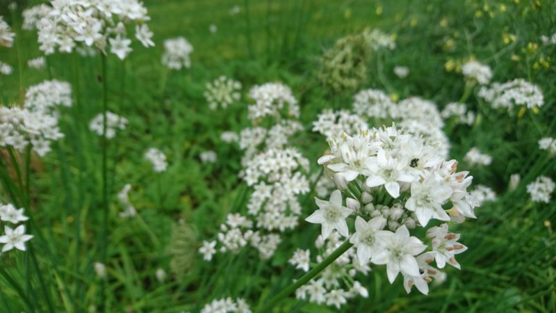 Allium tuberosum Лук клубневой