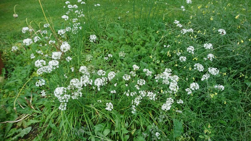 Allium tuberosum Лук клубневой