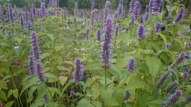 Agastache foeniculum Aniisi hiidiisop