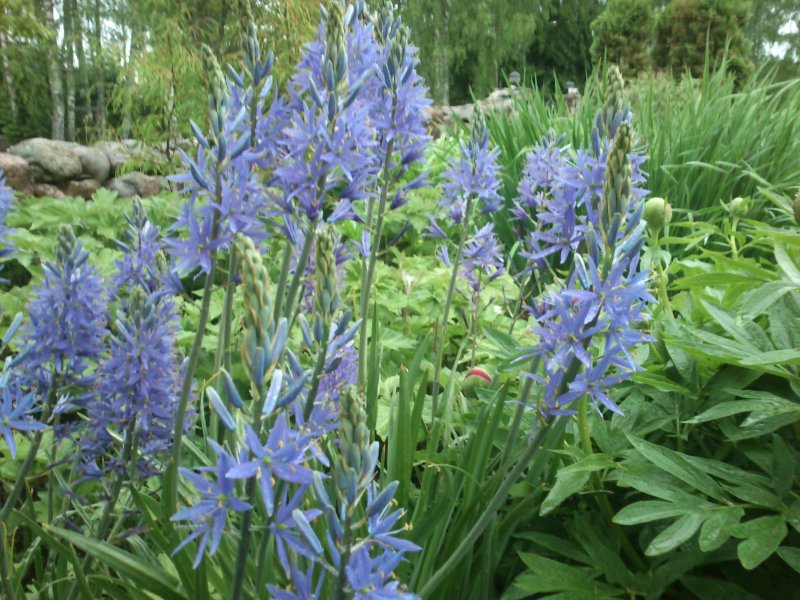 Camassia leichtlinii subsp. suksdorfii Large camas