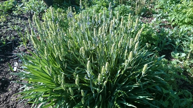 Camassia leichtlinii subsp. suksdorfii  Leichtlini preeriaküünal TAIMENA