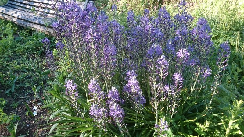 Camassia leichtlinii subsp. suksdorfii Large camas