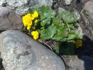 Caltha palustris 'Plena' Pallorentukka