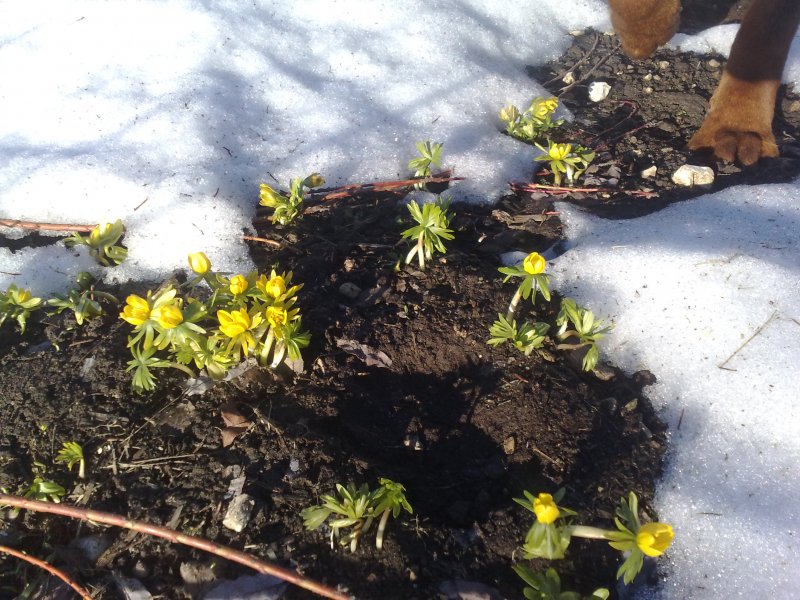 Eranthis hyemalis Winter aconite