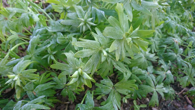 Eranthis hyemalis Winter aconite