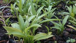 Allium ursinum Ramsons