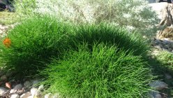 Festuca gautieri 'Pic Carlit'