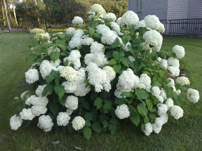 Hydrangea arborescens 'Annabell' Гортензия древовидная 