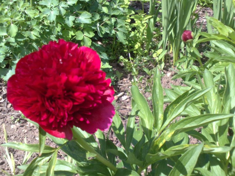 Paeonia officinalis 'Rubra Plena' Varane pojeng