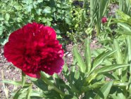 Paeonia officinalis 'Rubra Plena'