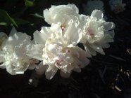 Paeonia lactiflora 'Festiva Maxima' valgeõieline pojeng