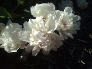 Paeonia lactiflora 'Festiva Maxima' Пион молочноцветковый