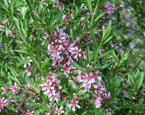 Prunus tenella  Väike mandlipuu