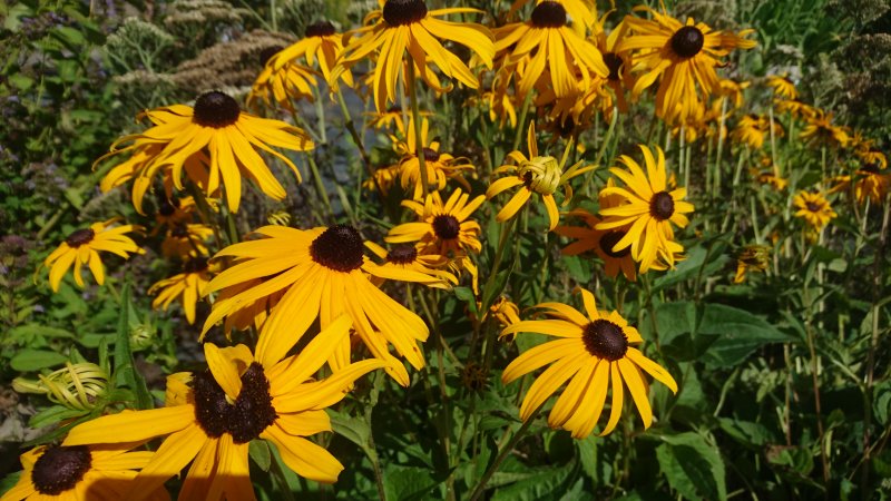 Rudbeckia  fulgida 'Goldsturm'