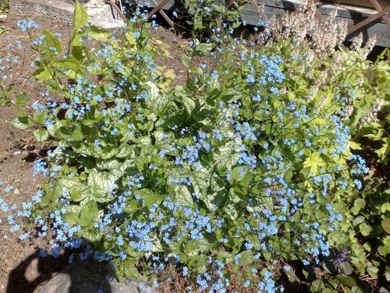 Brunnera macrophylla 'Jack Frost' Бруннера крупнолистная