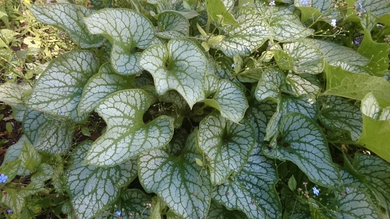 Brunnera macrophylla 'Jack Frost'