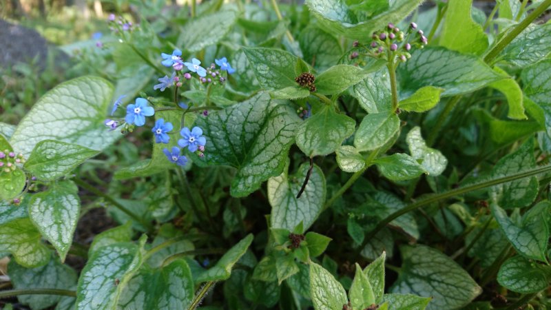 Brunnera macrophylla 'Jack Frost' Бруннера крупнолистная