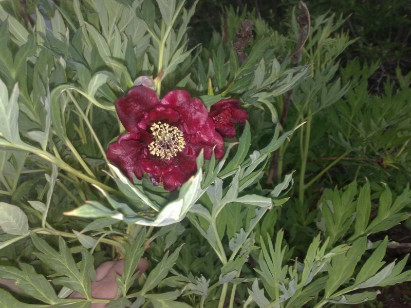 Paeonia delavay