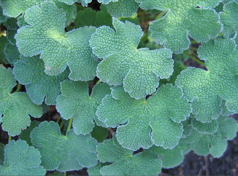 Geranium renardii Герань Ренарди