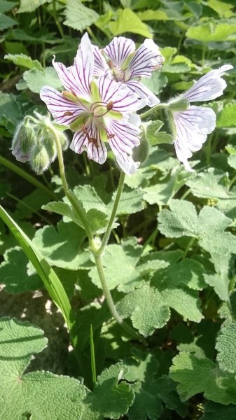 Geranium renardii Герань Ренарди