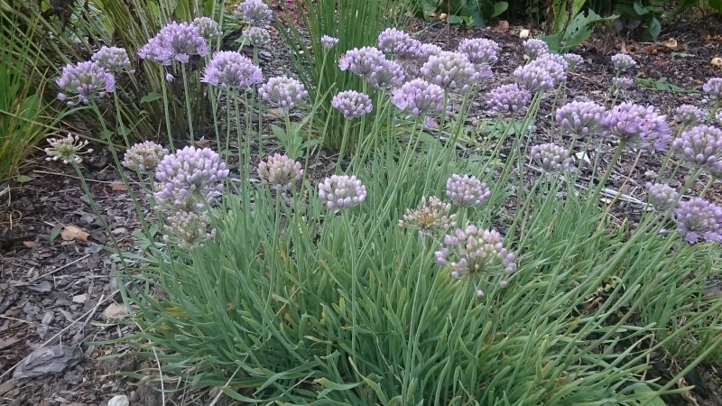 Allium senescens ssp glaucum  Vaarinlaukka