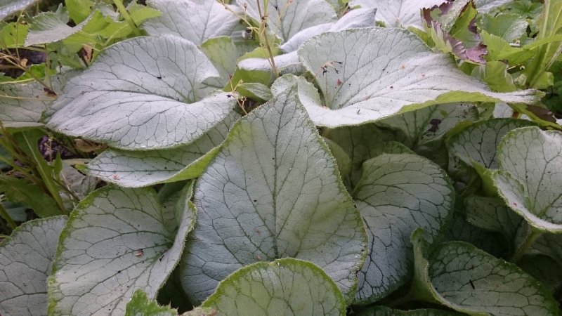 Brunnera macrophylla 'Looking Glass'  Suurelehine brunnera