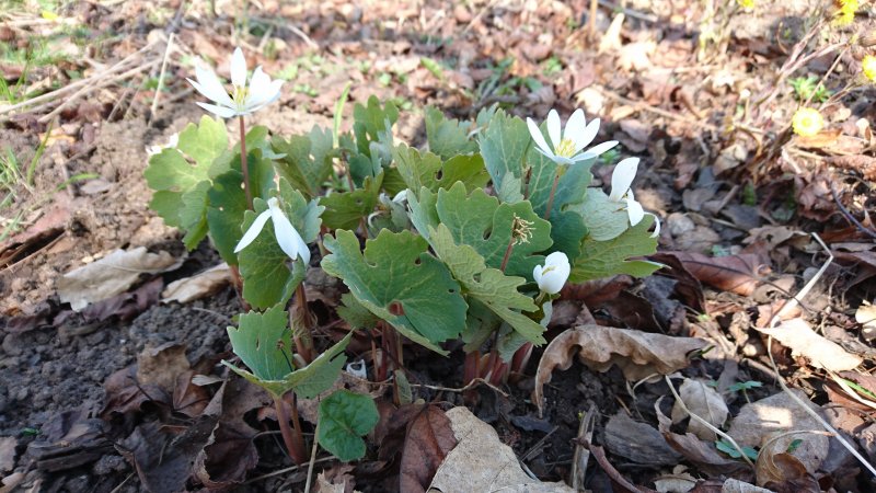 Sanguinaria canadensis Lumikki