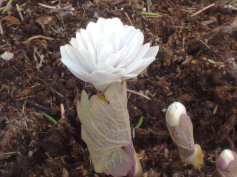 Sanguinaria canadensis 'Multiplex'  Bloodroot