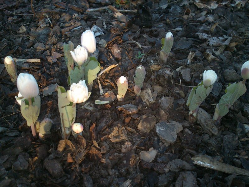 Sanguinaria canadensis 'Multiplex'  Bloodroot