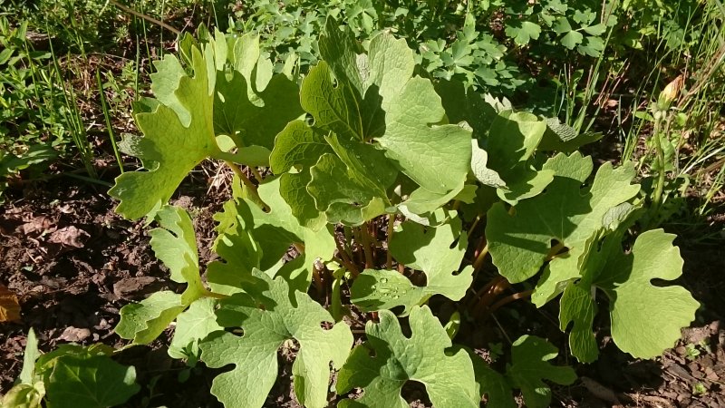 Sanguinaria canadensis 'Multiplex' Lumikki