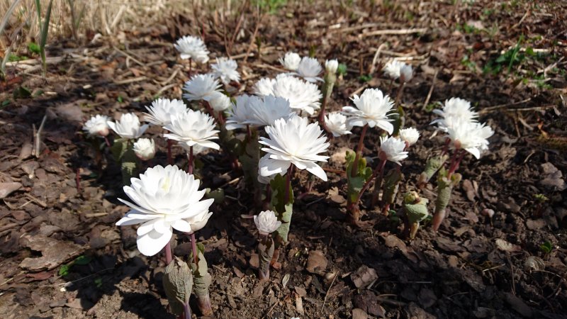 Sanguinaria canadensis 'Multiplex'  Bloodroot