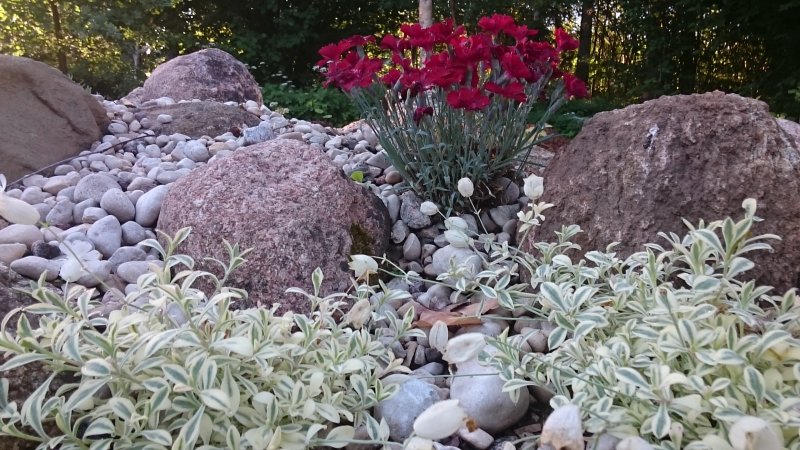 Silene uniflora 'Druitt's Variegated'