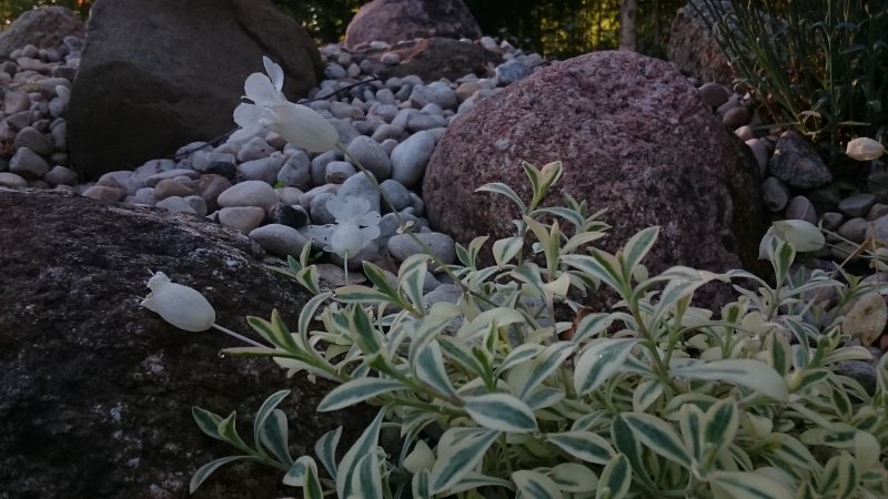 Silene uniflora 'Druitt's Variegated'