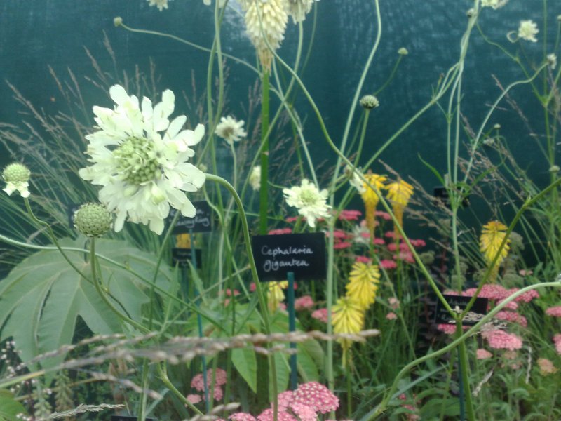 Cephalaria gigantea Kaukasiankirahvinkukka