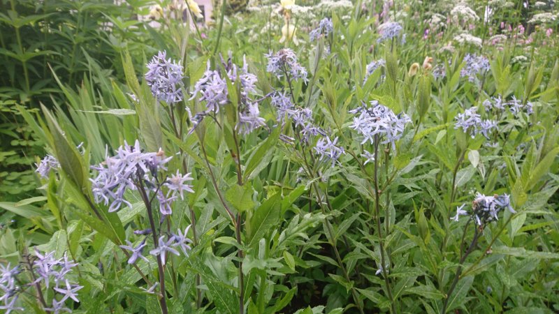 Amsonia tabernaemontana Амсония Табернамонтана