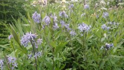 Amsonia tabernaemontana Pajulehine amsoonia