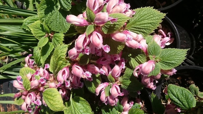 Lamium orvala Balm-leaved red deadnettle